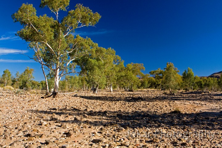 Larapinta_20080602_171 copy.jpg - River Red Gums in the Finke River